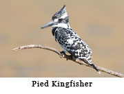 Pied Kingfisher