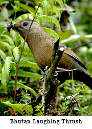 Bhutan Laughing Thrush