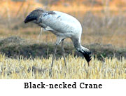 Black-necked Crane