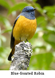 Blue-fronted Robin