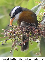 Coral-billed Scimitar-babbler