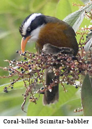 Coral-billed Scimitar-babbler