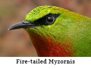 Fire-tailed Myzornis