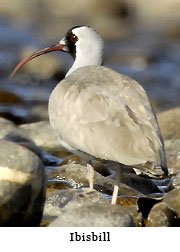 Ibisbill
