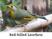 Red-billed Leiothrix