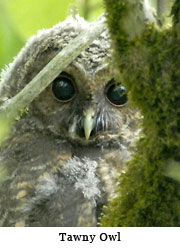 Tawny Owl