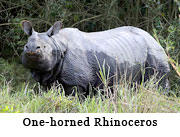 One-horned Rhinoceros