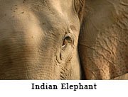 Indian Elephant