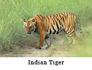 Indian Tiger