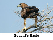 Bonelli's Eagle