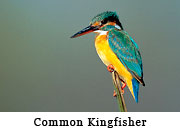 Common Kingfisher