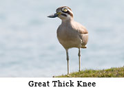 Great Thick Knee