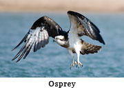 Osprey