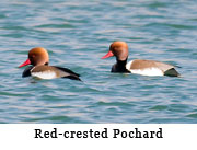 Red-crested Pochard