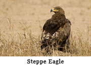 Steppe Eagle