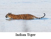 Indian Tiger