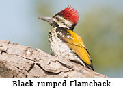 Black-rumped Flameback