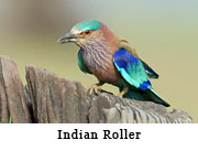 Indian Roller