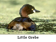 Little Grebe