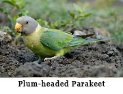 Plum-headed Parakeet