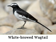 White-browed Wagtail