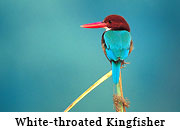 White-throated Kingfisher
