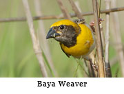 Baya Weaver