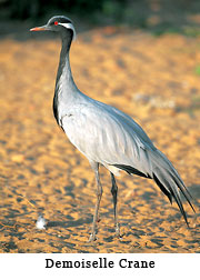 Demoiselle Crane