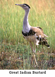 Great Indian Bustard