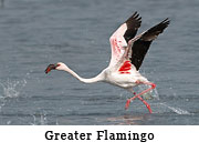 Greater Flamingo