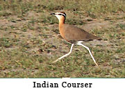 Indian Courser