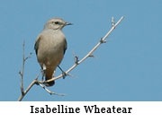 Isabelline Wheatear