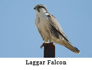 Laggar Falcon