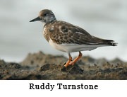 Ruddy Turnstone