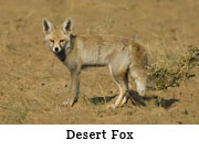 Desert Fox