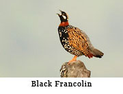 Black Francolin