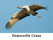 Demoiselle Crane