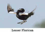 Lesser Florican