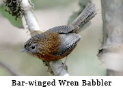 Bar-winged Wren Babbler