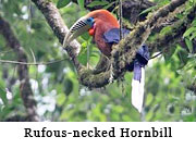 Rufous-necked Hornbill