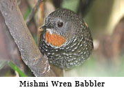 Mishmi Wren Babbler