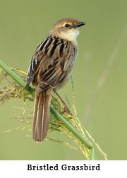 Bristled Grassbird