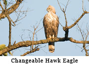 Changeable Hawk Eagle