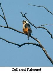 Collared Falconet