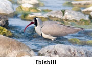 Ibisbill