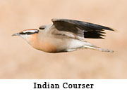 Indian Courser