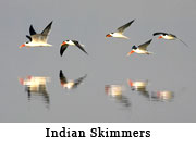 Indian Skimmers