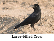 Large-billed Crow