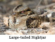 Large-tailed Nightjar