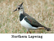 Northern Lapwing